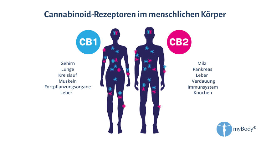 Grafik Cannabinoid-Rezeptoren im menschlichen Körper