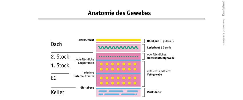Grafische Darstellung Anatomie des Gewebes